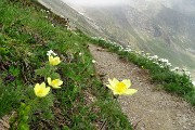 20 Pulsatilla alpina e anemone narcissino (anemone narcissiflora)